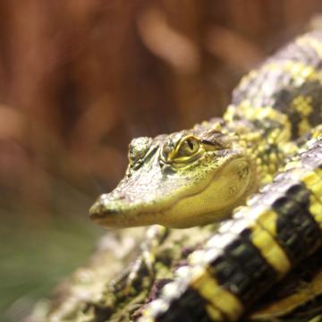 Crocodile Smile