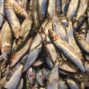 Fish Market, Marrakech