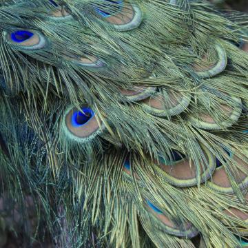 Plumage, Malaysia