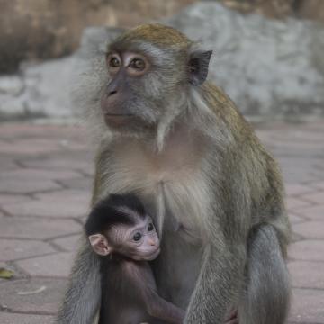 Mother and Child, Malaysia