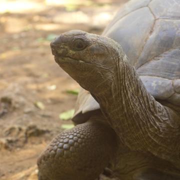 Tortoise, Zanzibar