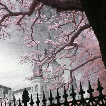 Jackson Square, Pink Foliage, September 2020