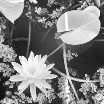 Waterlily, Lacombe, May 2020